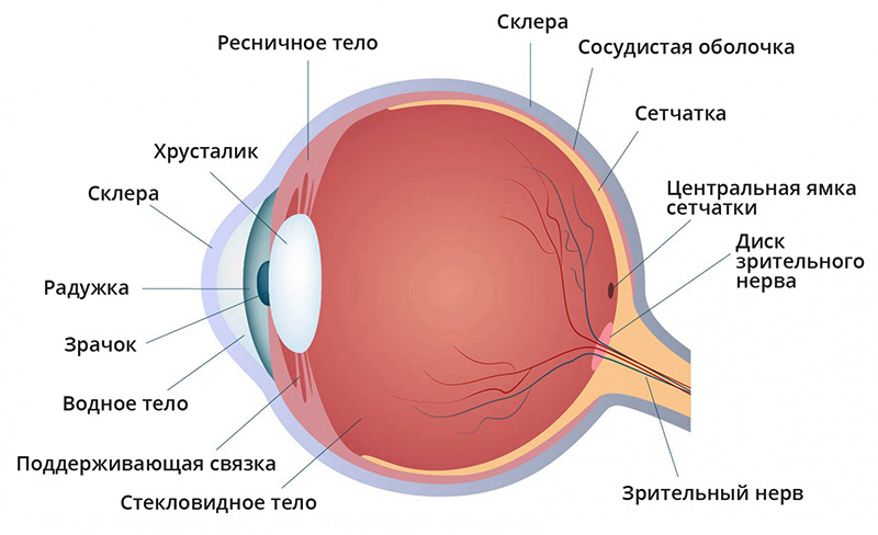 строение глаза